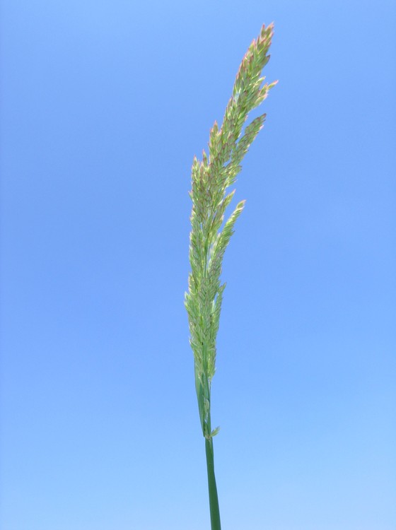 Holcus lanatus